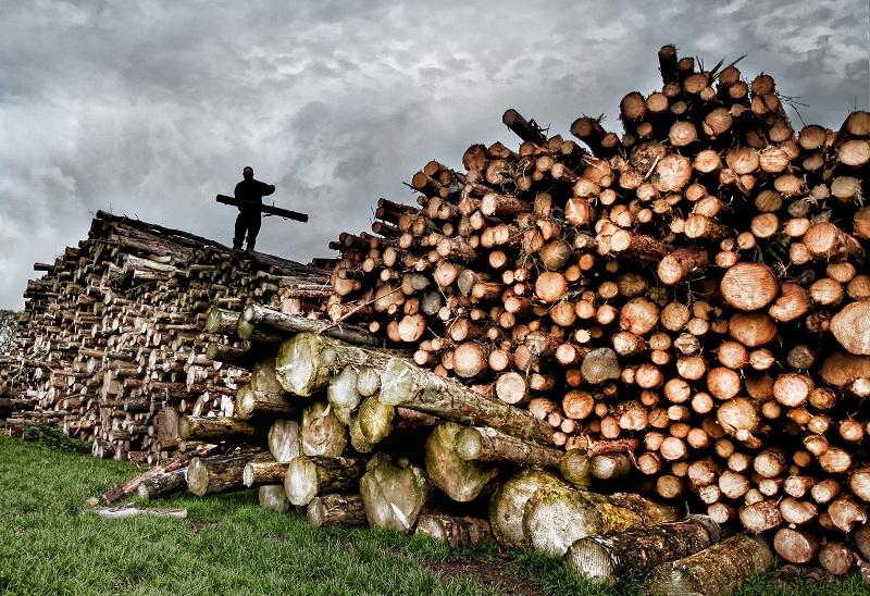 David Cockett, who runs Logs Logs Logs from his Ingleton farm, checks his 5,000 tonnes of larch and spruce logs, which will be sold for firewood in the coming months.