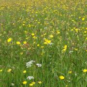 Wild flower meadow in the Forest of Bowland