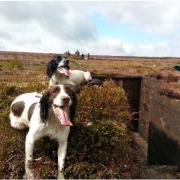 Two of Simon Grace’s dogs pictured on a shoot