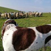 Dogs on leads around livestock
