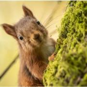 Red squirrels have made their home at Snaizeholme. Pic Danny Lawson, PA