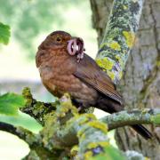 female blackbird with a beak-full of worms, picture by Pauline Greenough