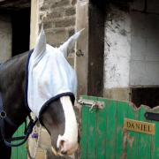 Unhappy reunion: Daniel in his hated fly mask - which he has learned to remove and hang neatly on the hook behind
