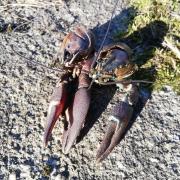 Crayfish on the canal towpath