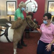 Denise Foster, activities co-ordinator at Threshfield Court, gives the visiting pony a carrot treat