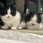 Yorkshire Cat Rescue kittens