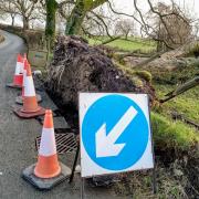 A fallen tree on the road between Airton and Otterburn