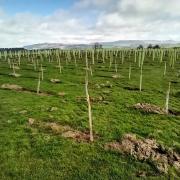 Trees have been planted at Broughton, as part of the White Rose Forest