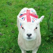 Jubilee lamb: Picture Linda Windle