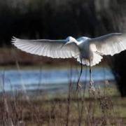 Egret photographed by Thomas West is chosen for Countryfile calendar 2023