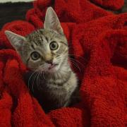 Little Gus. Picture Yorkshire Cat Rescue