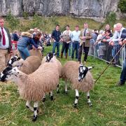 Sheep judging at Kilnsey Show, the largest show in Craven and a favourite with visitors