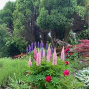 Lupins and peonies in Chapel Hill, Skipton