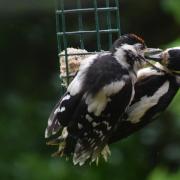 Great woodpecker and young