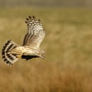 A young male hen harrier
