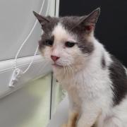 Casper, one of the cats cared for by Yorkshire Cat Rescue