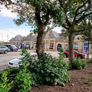 Mature trees in the railway station car park