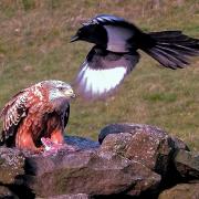 Red kite and magpie