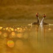 Crested grebes by Mark Harder., a 2022 finalist