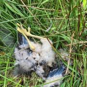 One of the hen harrier chicks killed near Whernside
