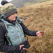 Alex Smith examines moss on Swarth Moor