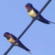 Swallows at Bolton Abbey