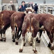 Will Wildman with the 1st prize and joint top price £1,090 pen of Hereford bullocks