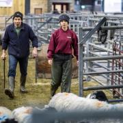 Craven College General Farm Worker Apprentice Emily Smith at The Auction Mart Skipton