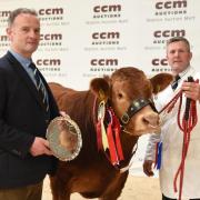 Garrowby Farms’ farm manager Clive Rowland with the Northern Limousin Extravaganza supreme champion bull, joined by judge Lllyr Hughes.