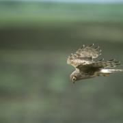 Hen harrier Circus cyaneus, adult female in flight, hunting, Loch Gruinart RSPB reserve, Islay, June 2002