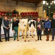): Pictured with the frontrunners at Skipton’s Christmas Craven Dairy Auction are, from left, PV Dobson’s William Bell, judge David Hall, champion Robert Crisp, reserve champion Brian Moorhouse, NMR’s Helen Whittaker and Dobson’s Paul Taylor