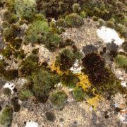 Lichen and moss growing at Beaver Dyke Reservoir