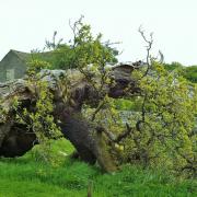 Ancient Laund oak - said to be 800 years old - sprouts new life. (Pic Roger Nelson)