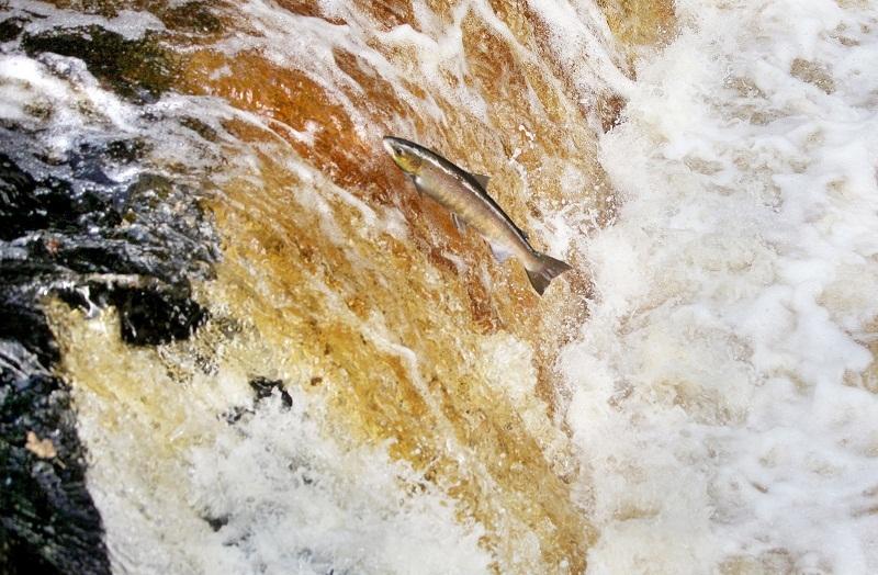 A salmon summons up all its energy as it attempts to jump the raging waters of Stainforth Foss, a waterfall on the River Ribble at Stainforth, near Settle, on its journey upstream to spawn