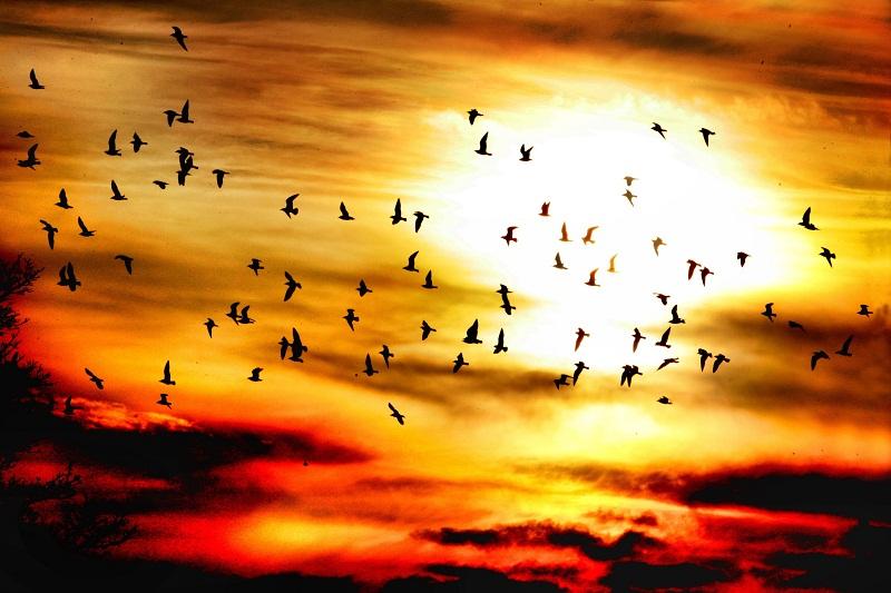 Fiery skies in Grassington provide a backdrop to a flock of birds flying against the sun.
