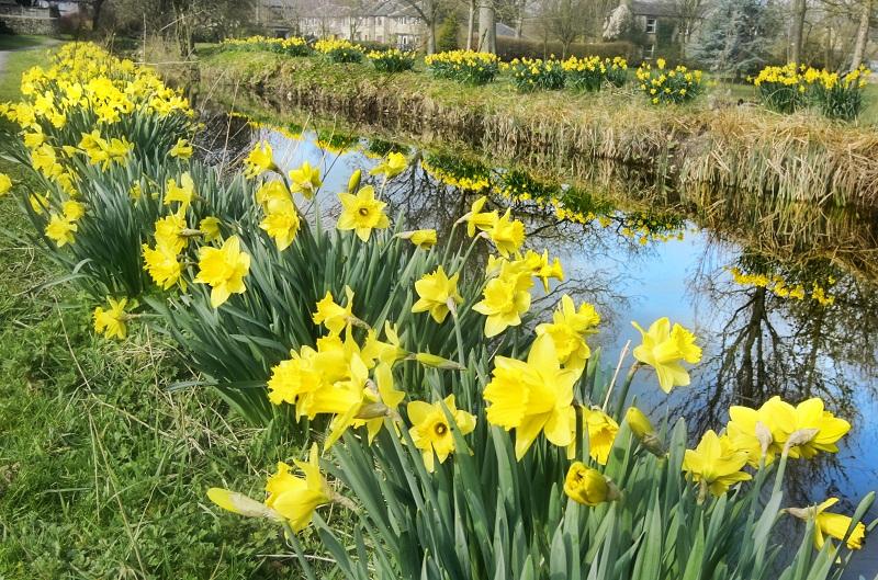 The hundreds of daffodils growing by the mill race in Gargrave are refected in the water 