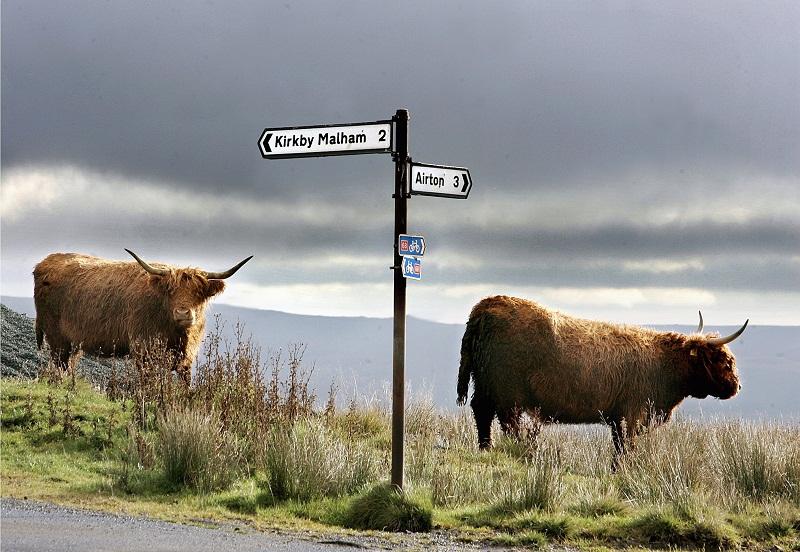 Stephen Garnett spotted these cattle 
looking a little lost next to a signpost on Scosthrop Moor, Malhamdale
