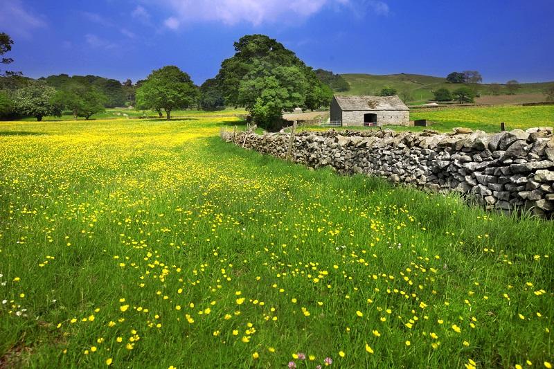 A pasture of buttercups between Long Preston and Settle