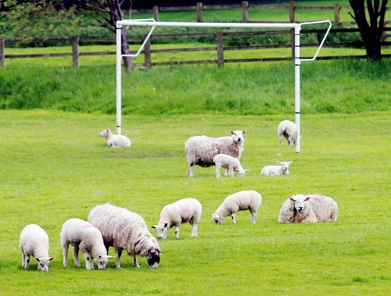 Some sheep are on the pitch, they think it’s all over. It is now! After England’s defeat in the quarter-finals of Euro 2012, this flock on Carleton football pitch produced an interesting 5-3-3 formation, hard to break down and a novel way to keep the 