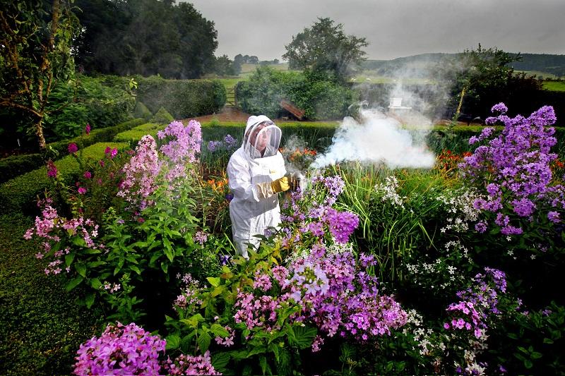 Guests at the Devonshire Arms Hotel, Bolton Abbey, could soon be having the estate’s own honey on their toast. The hotel has just moved 6,000 bees into a new hive in its kitchen garden. 