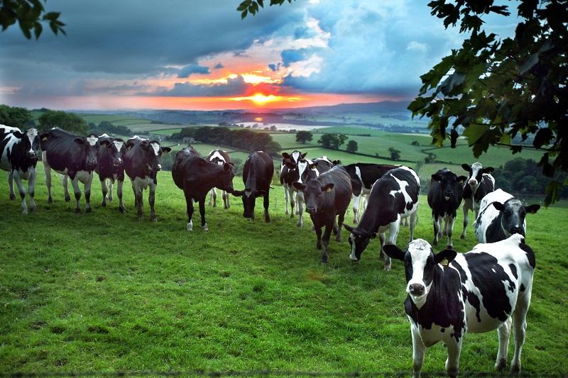 Cows are curious creatures, and this 
herd of friesians were certainly 
intrigued by our photographer when he interrupted their supper to capture a stunning sunset one late evening. 
The rural scene was photographed near Lothersdale.