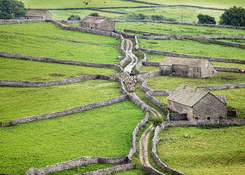 A  patchwork quilt of fields divided by drystone walls provide the setting for a farmer  driving a large flock of 200 sheep along a twisting narrow lane near Hoober Edge, Malham. 