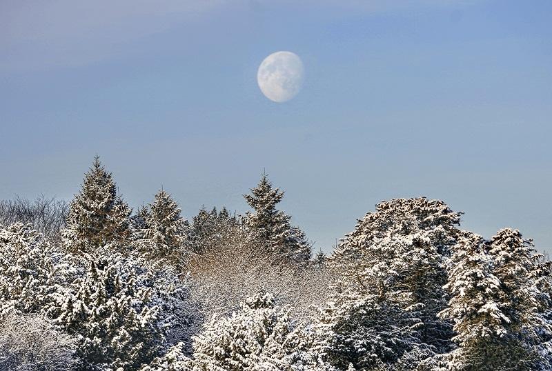 The crisp, frost-laden trees provide foreground interest for an impressive daytime moon in Wharfedale.