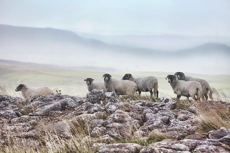 This picture was taken on the appropriately named Ewe Moor in Malhamdale. High on the famous limestone pavements, a handful of sheep stand out against the low cloud in the valley bottom.