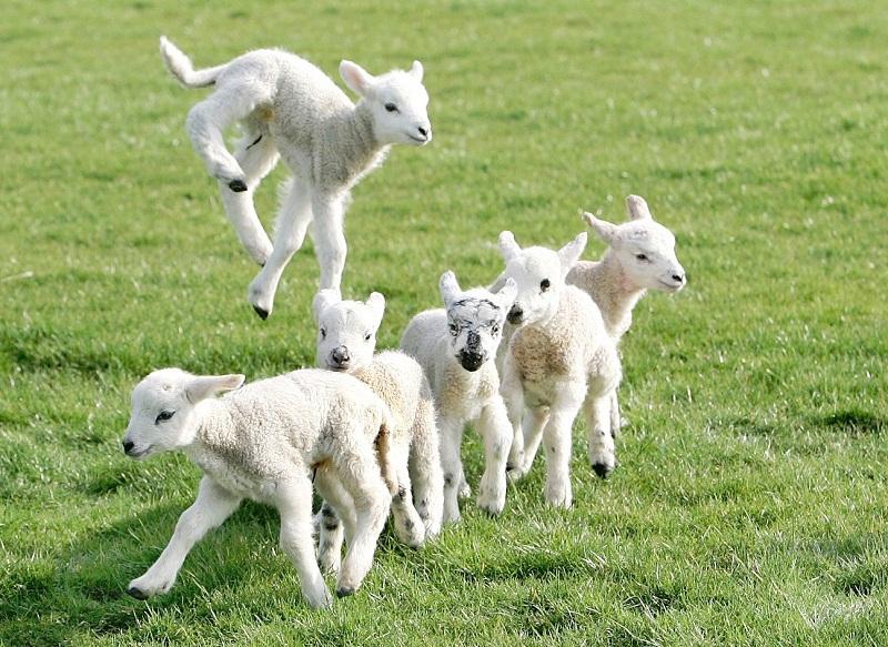 Newly born lambs playing in a field near Gargrave.

