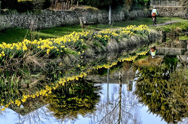 A line of daffodils and a lone cyclist reflect in the still waters of Gargave Mill Race