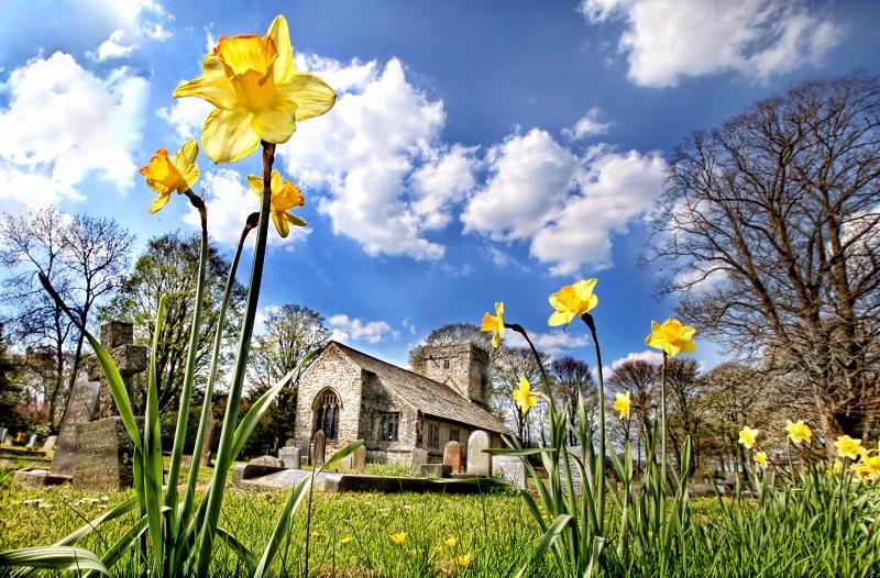 Bright yellow daffodils contrast against the blue skies at the historic St Michael’s Church, Bracewell.
