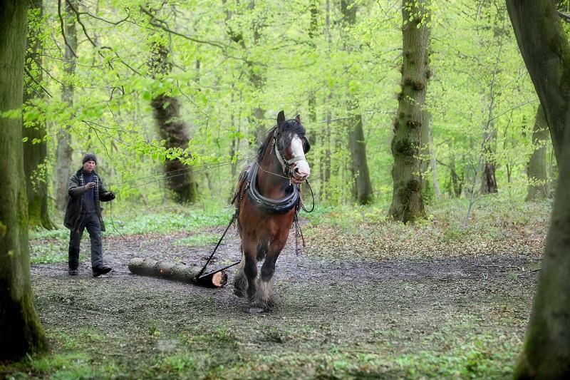 The  Woodland  Trust employ a heavy horse team to clear logs from Skipton Woods. The picture shows Peter Coates with his  Clydesdale horse Nathan