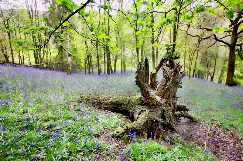 A carpet of bluebells  in a wood near Appletreewick