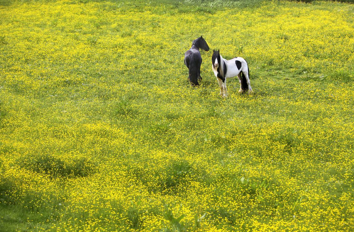 A pair of horses bask in a blaze of bright yellow buttercups in a field on Carelton Road, Skipton.

